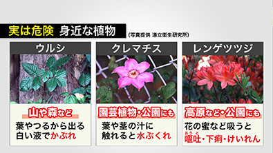 ほかにも危険な植物が身近に潜んでいる