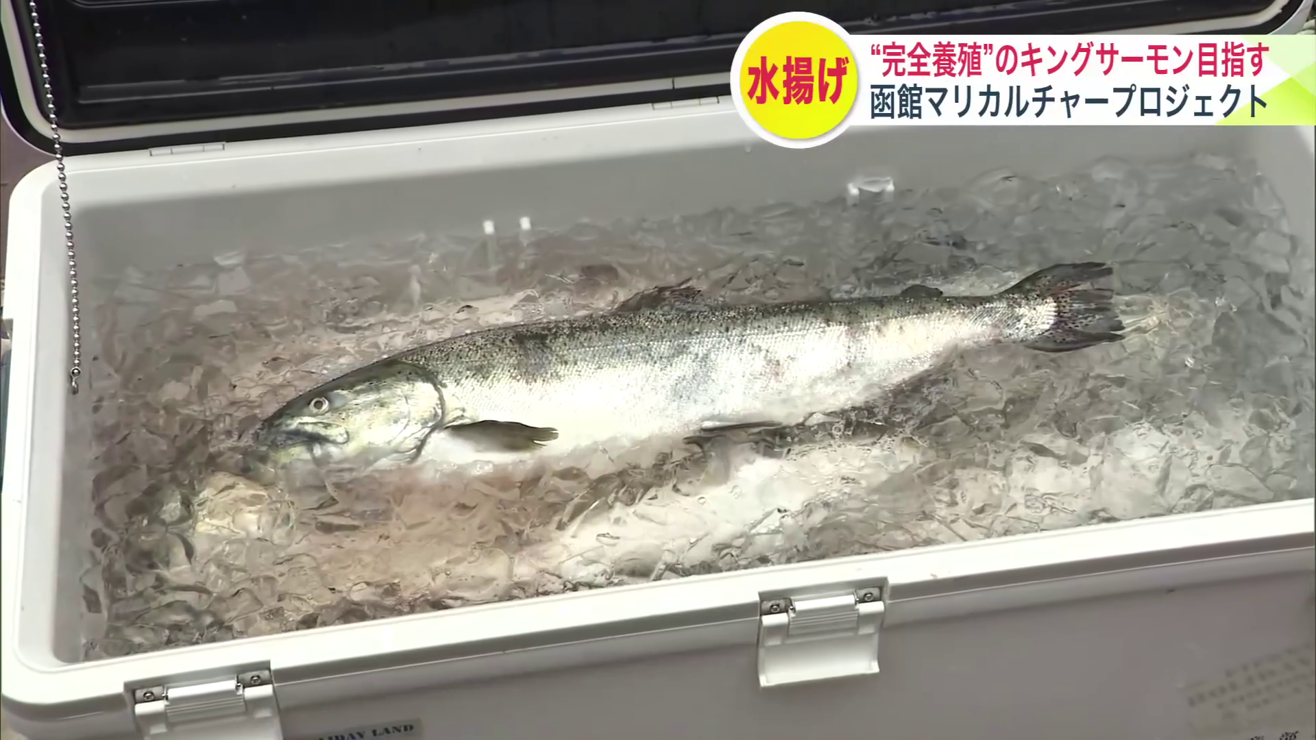 函館港でキングサーモン約100匹が水揚げ