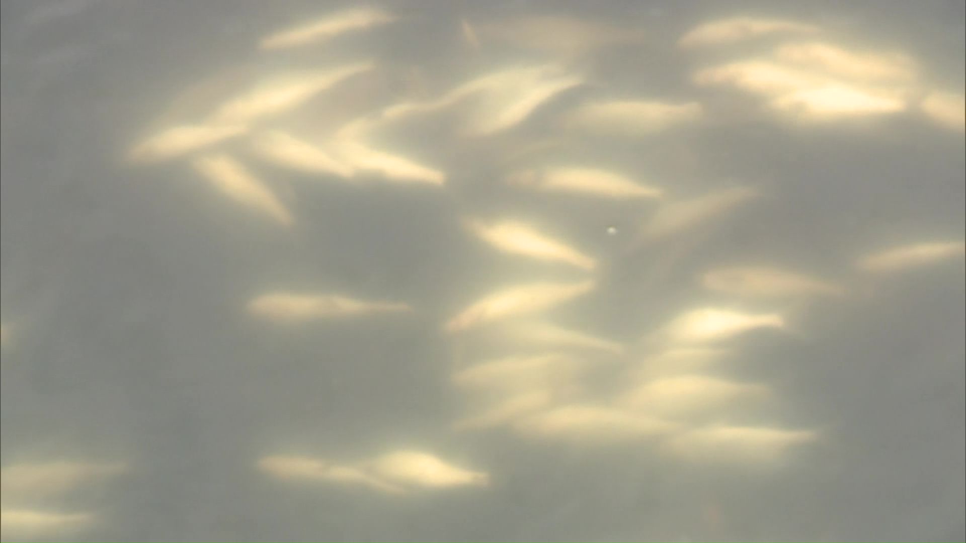 川の中に魚の死骸