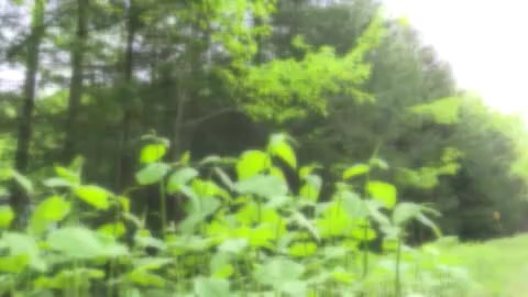 山林に入る場合は、ダニ対策を！