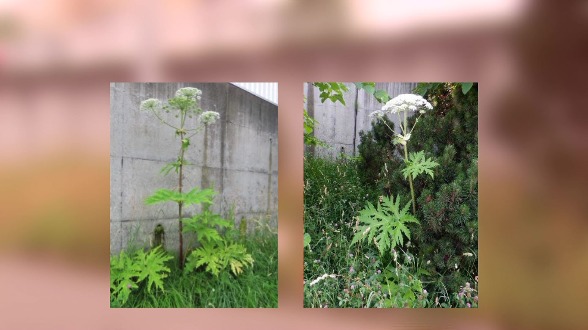 今回見つかったバイカルハナウドとみられる植物(提供:札幌市)
