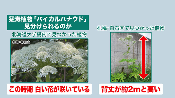 在来種との見分け方