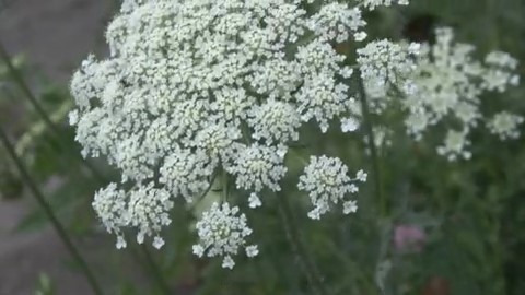 通報があった場所でみつかった植物（北見市）