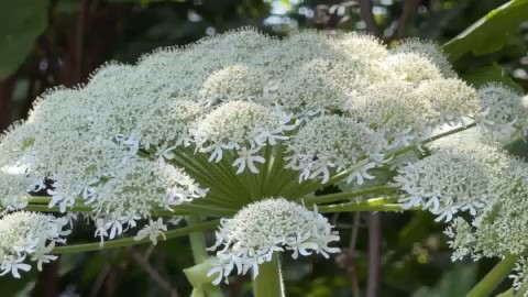 北大でみつかったバイカルハナウドとみられる植物(撮影:視聴者)