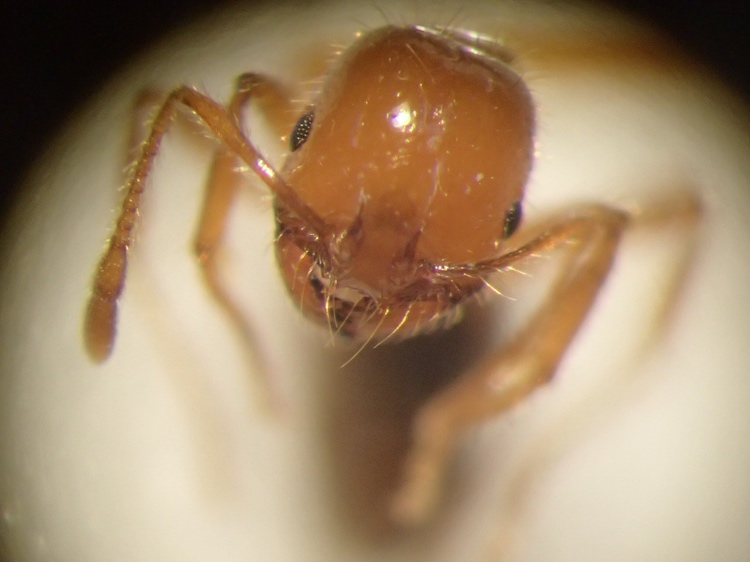 正面からみたアカカミアリ(提供:環境省)