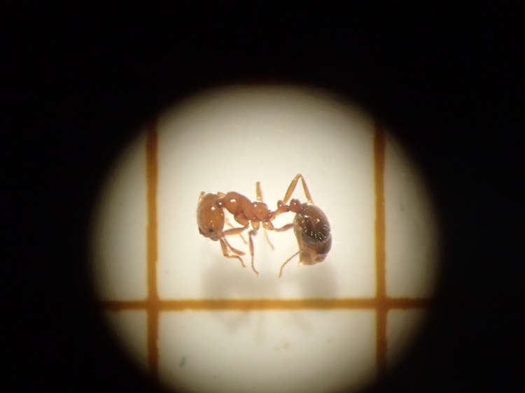 アカカミアリの全身（提供：環境省）