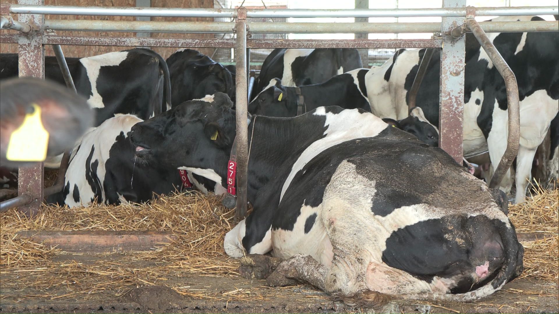 暑さで酪農にも影響が…