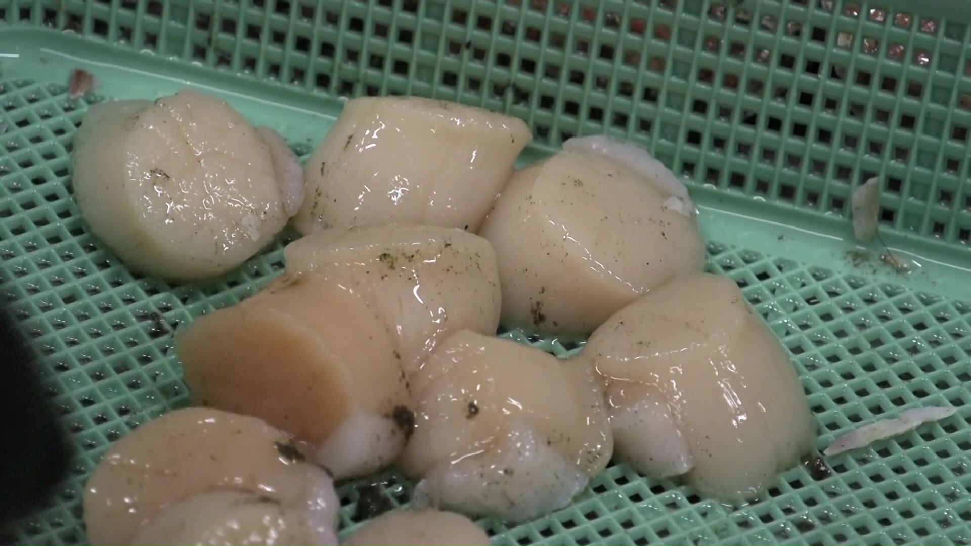 冷凍の貝柱をアメリカに輸出している「丸ウロコ三和水産」