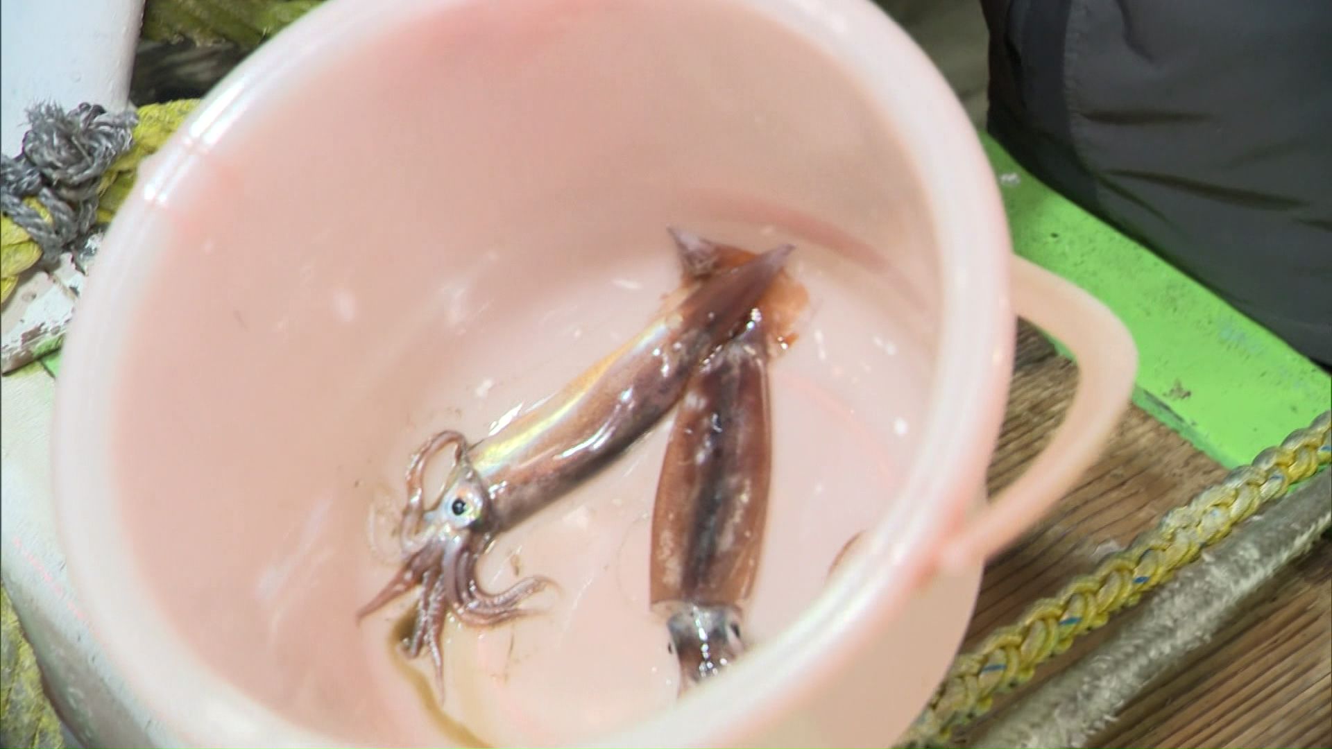 スルメイカの不漁により初セリは中止