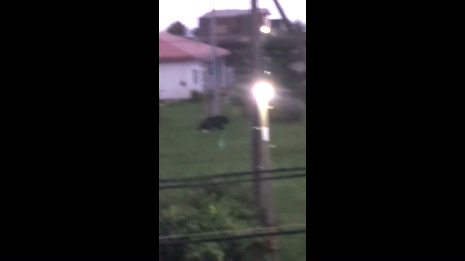 福島町内を徘徊するクマ（撮影：視聴者）