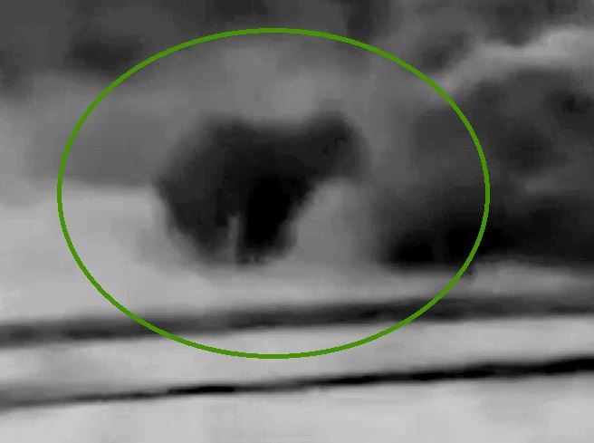 10日に出没したクマ（撮影：視聴者）