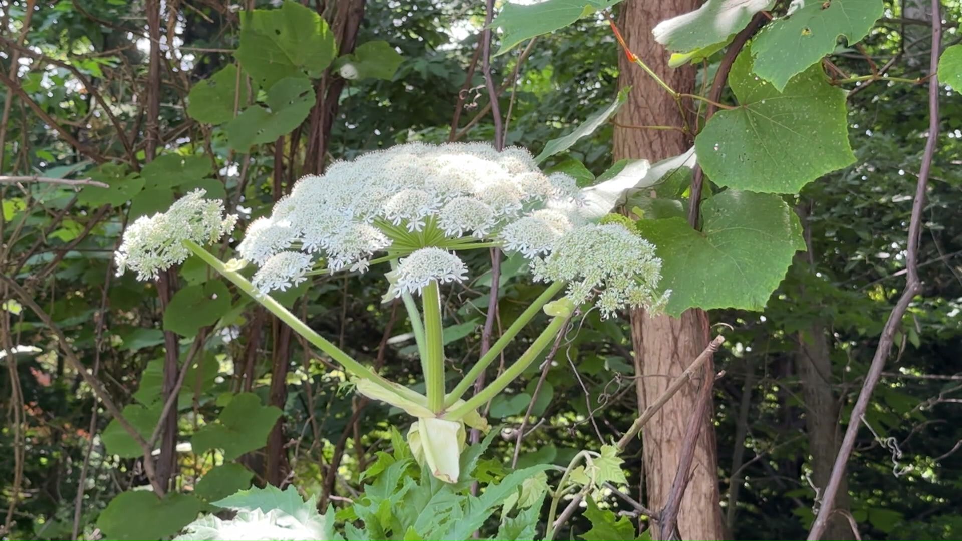 国内未発見「バイカルハナウド」の可能性がある植物