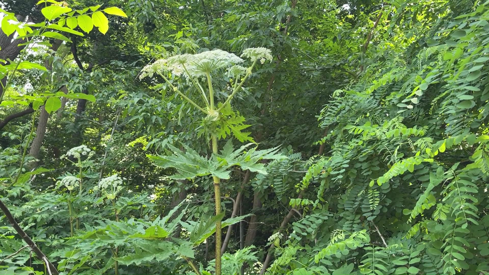 樹液に毒性のある物質が含まれている外来種であることが判明