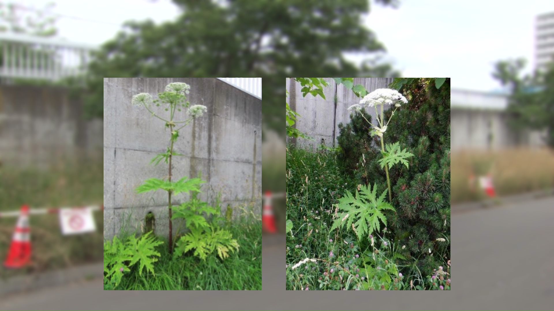 札幌市白石区でも同じものが発見された