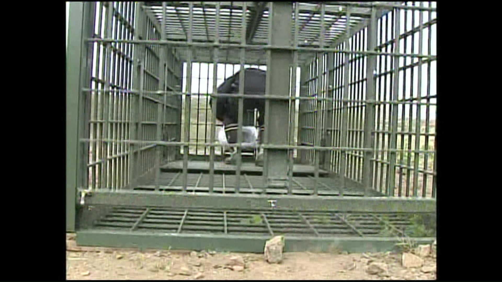 踏み板でフタが閉まる箱わな（資料）