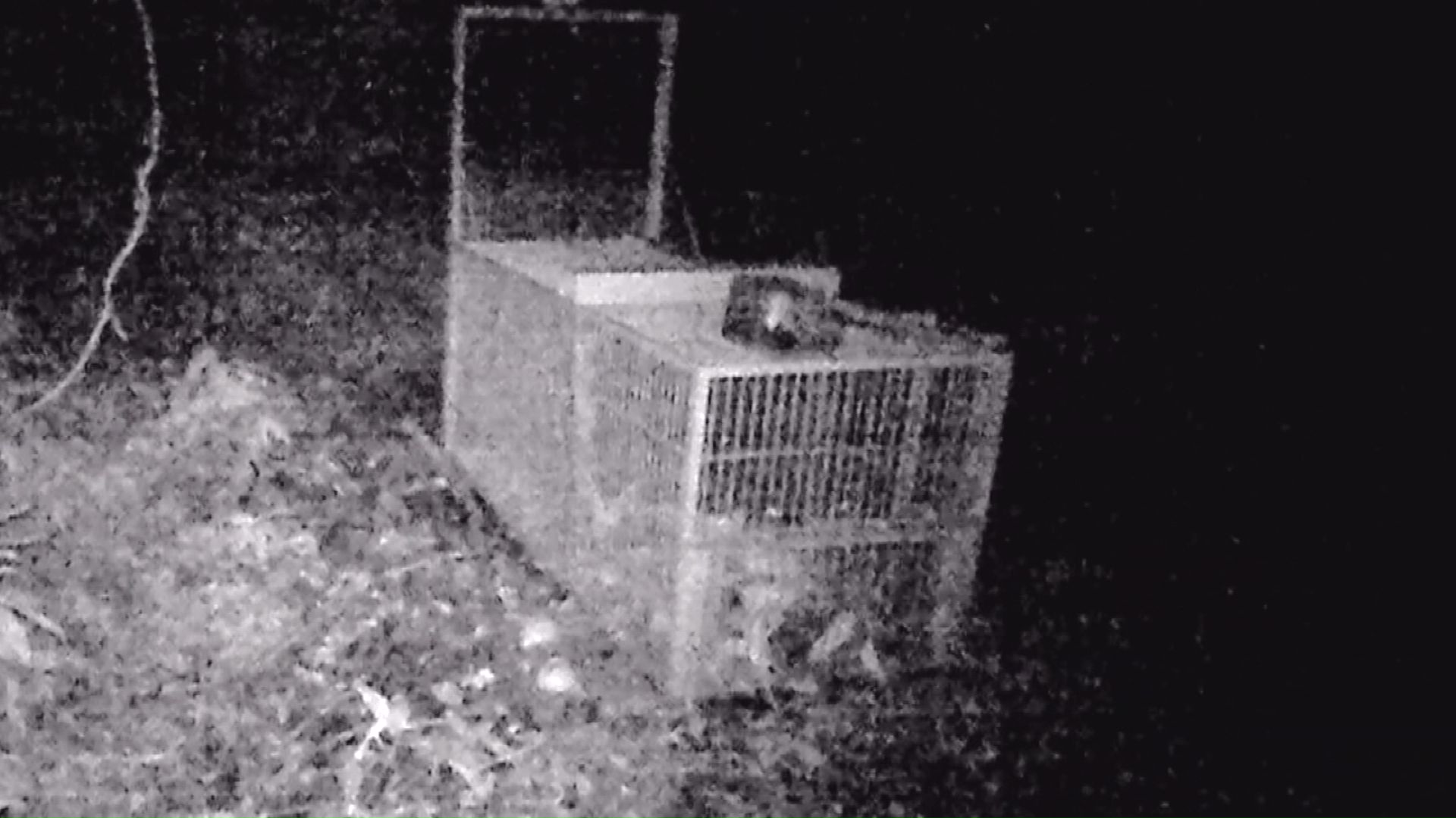 エサをとりつつ箱わなを回避するクマも