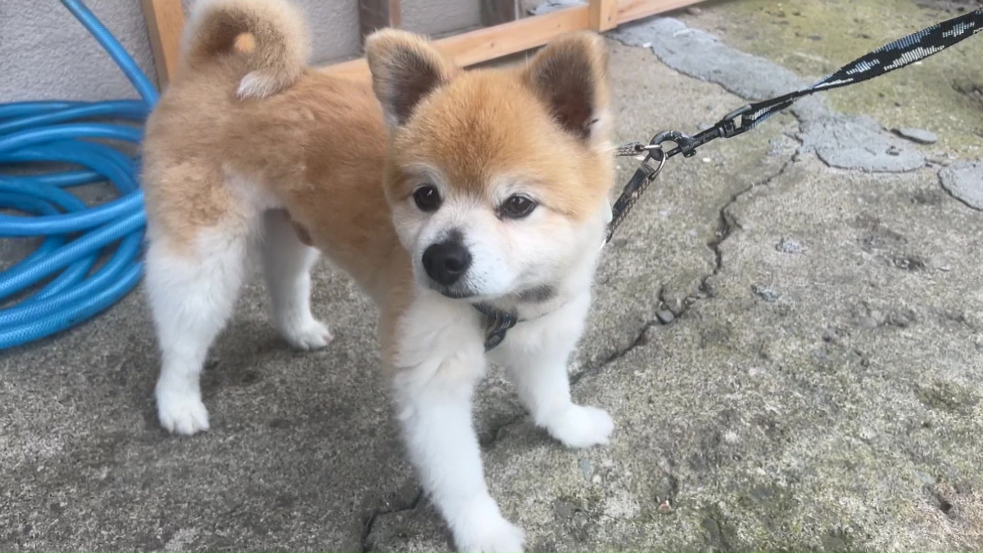 イヌの散歩を控える住民も