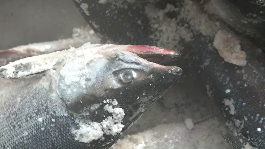 カラフトマスやシロザケ、ベニザケなど合計66.6トンが水揚げ