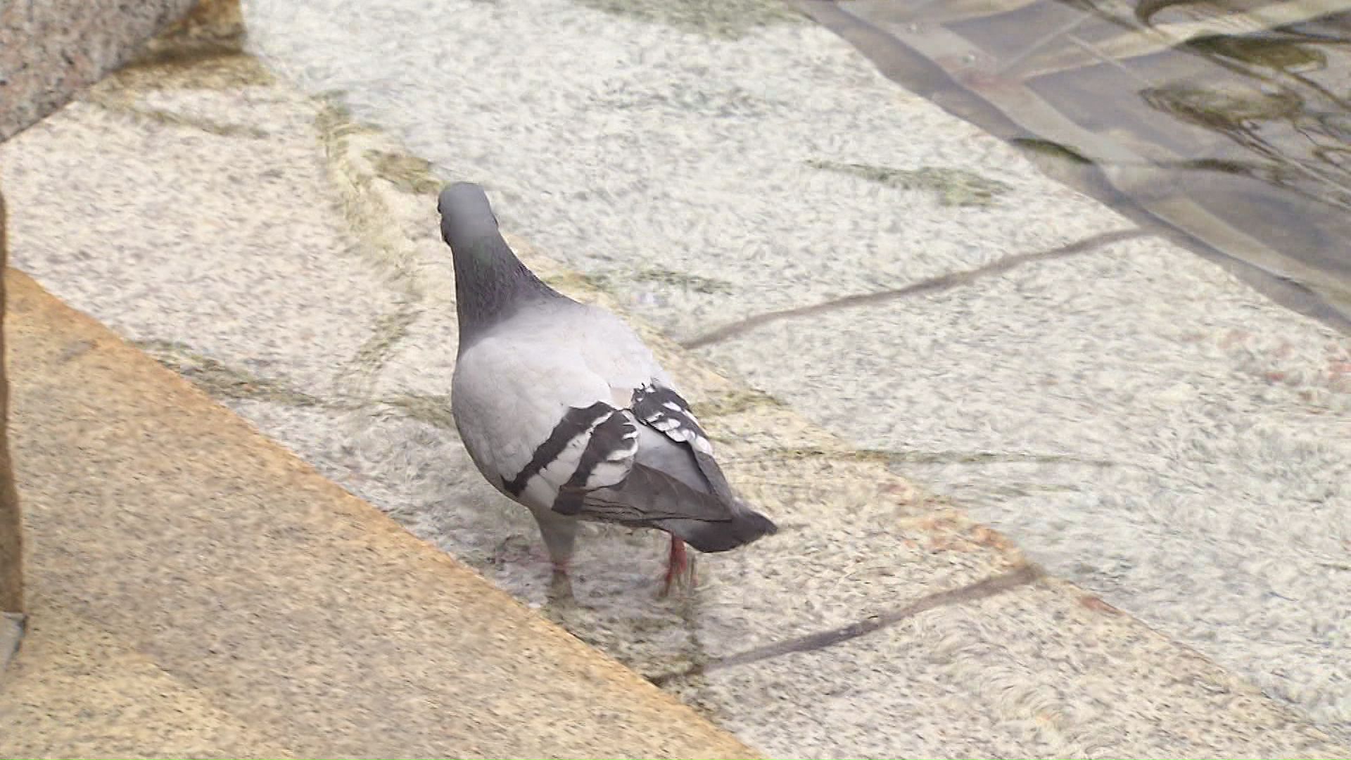 ハトも涼を求めた