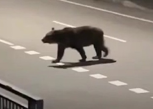 町内で目撃されたヒグマ(撮影:視聴者)