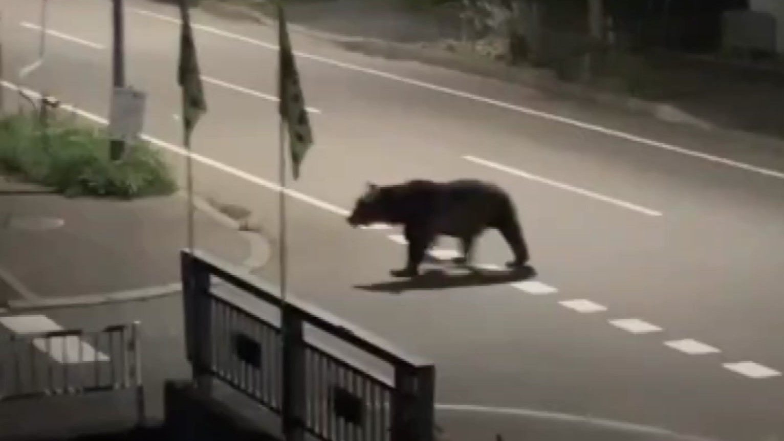 男性を襲ったとみられるクマ(撮影:視聴者)