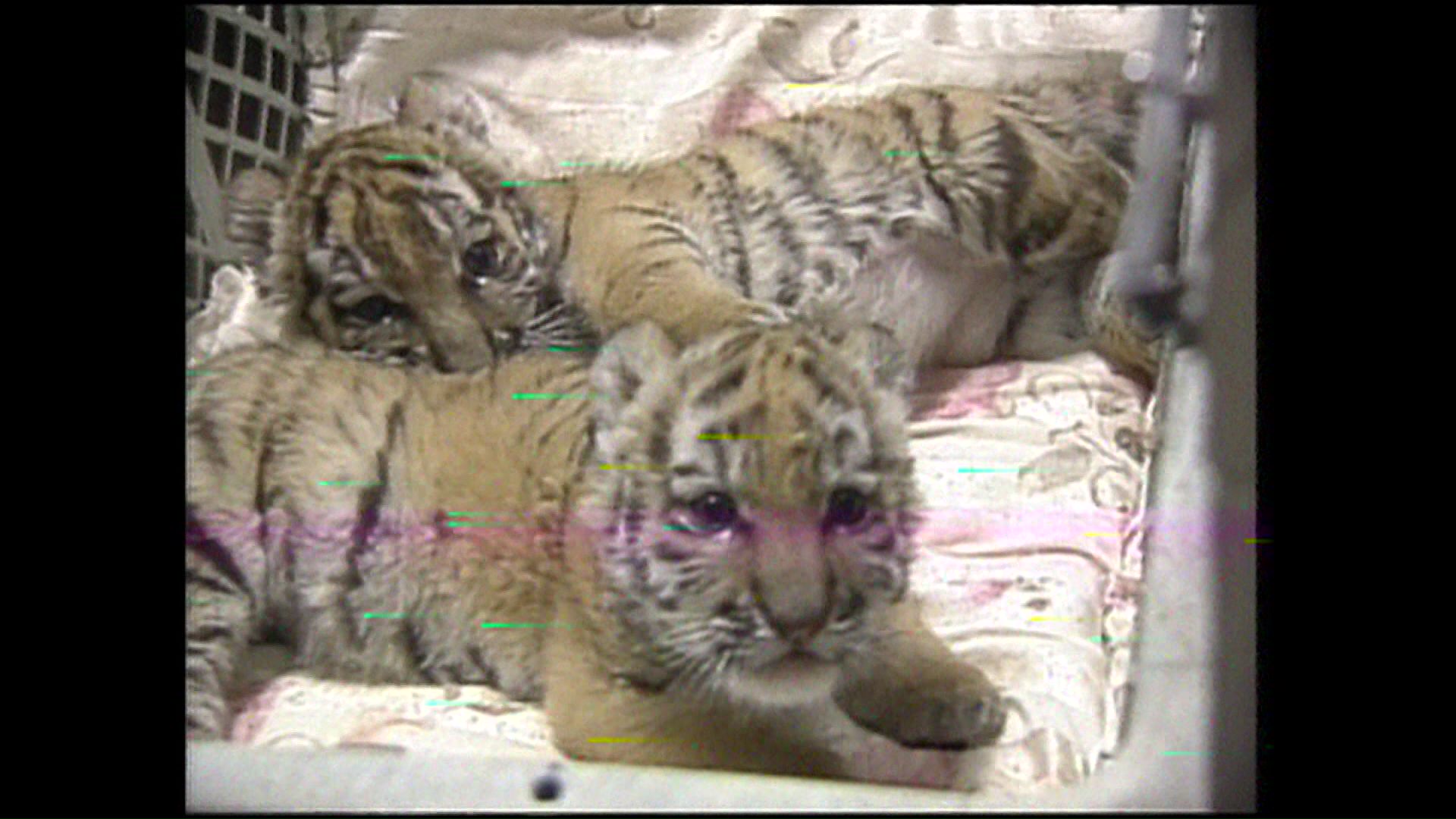 アムールトラの「ココア」と「タイガ」