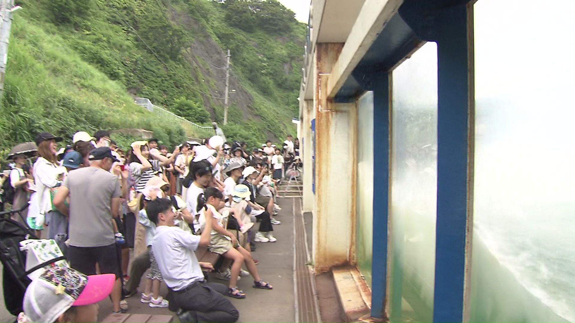 セイウチの水しぶきの威力とは?