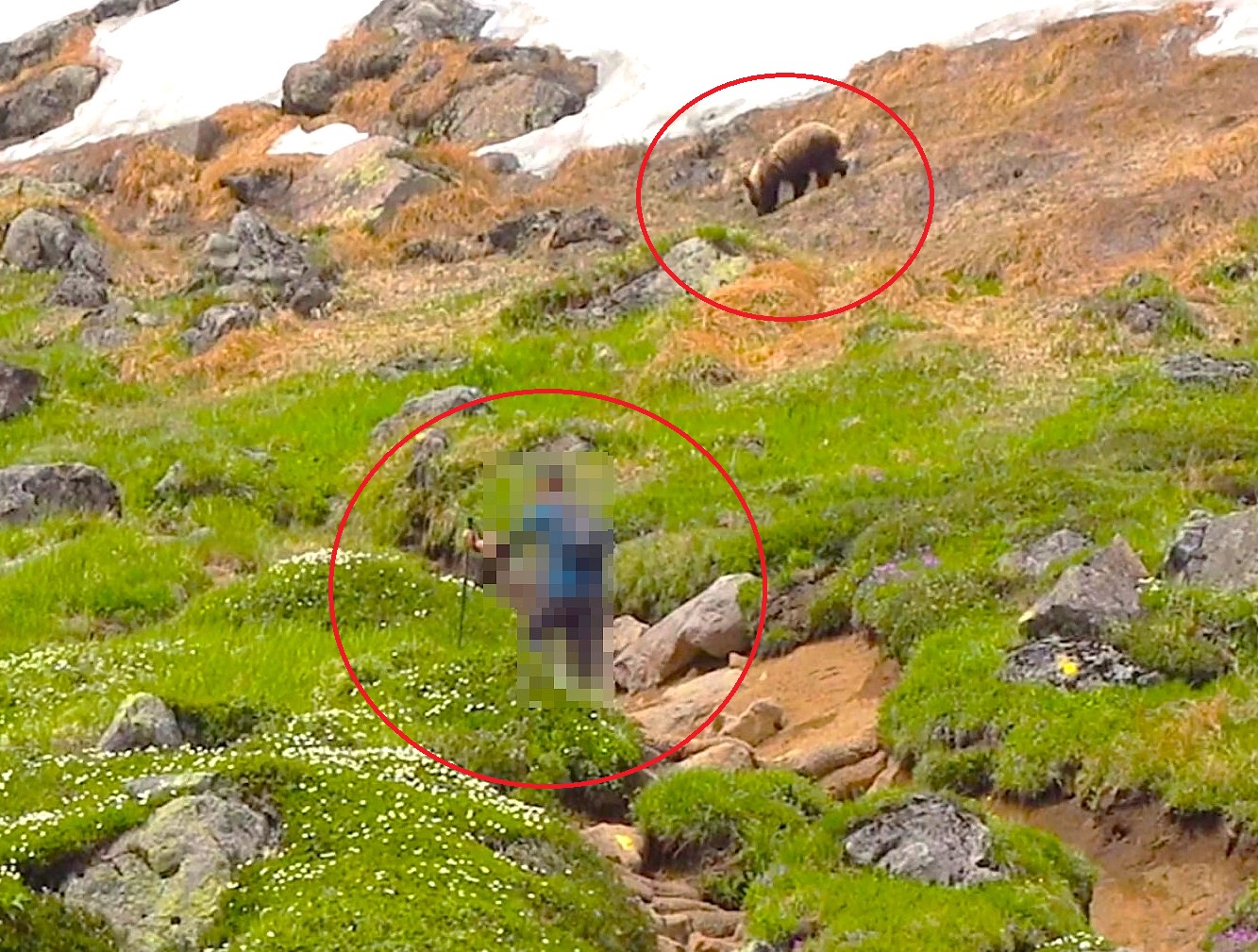 自らクマに近づいていく登山者（撮影：視聴者）