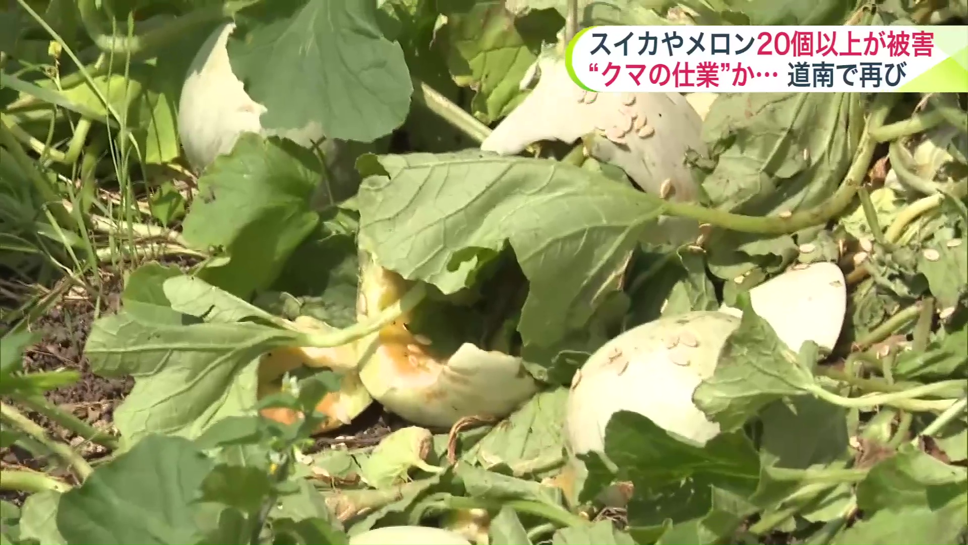 クマに食い荒らされたメロン