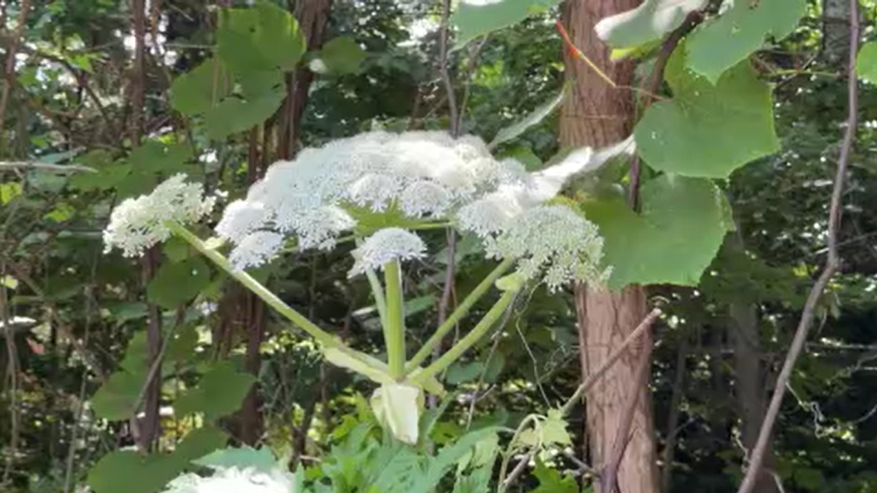 バイカルハナウドと似た植物(提供:視聴者)