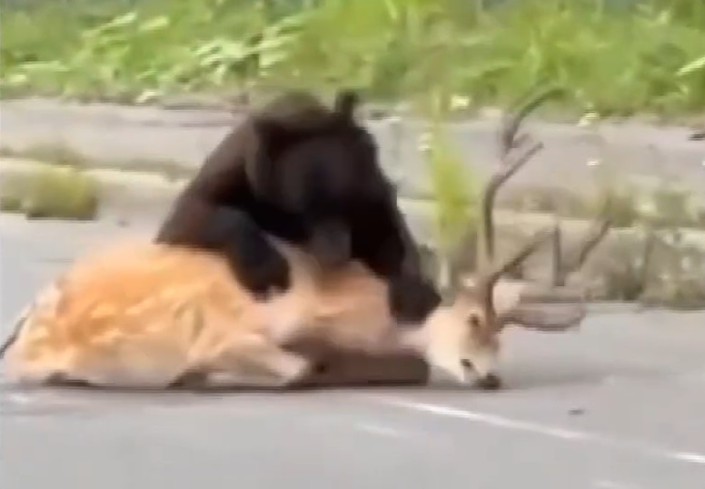 餌不足によりシカを襲った可能性（撮影：視聴者）