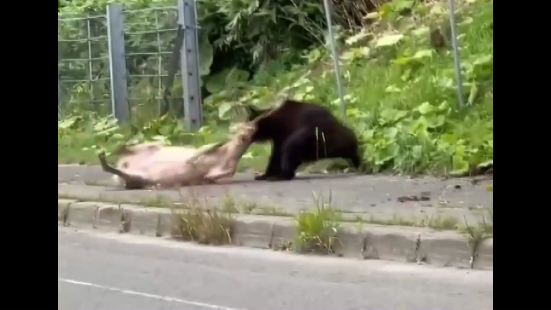 シカを襲ったとみられる個体は職員が駆除(撮影:視聴者)