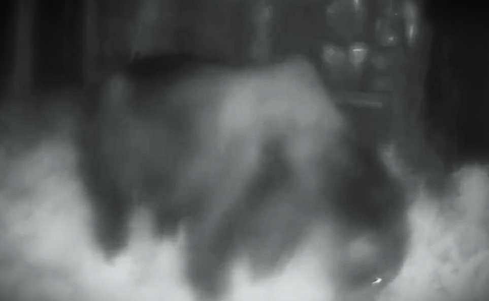 上ノ国町でUHBが捉えたクマ