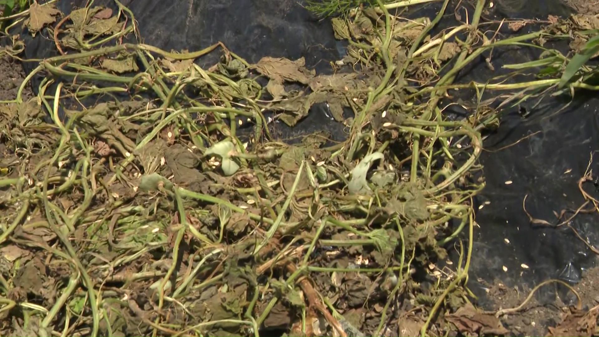 クマにより荒らされた家庭菜園