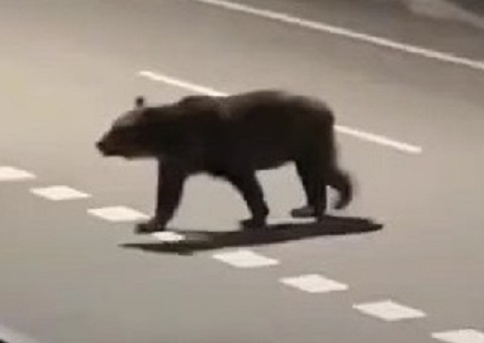 隣町の福島町で目撃されたクマ（撮影：視聴者）