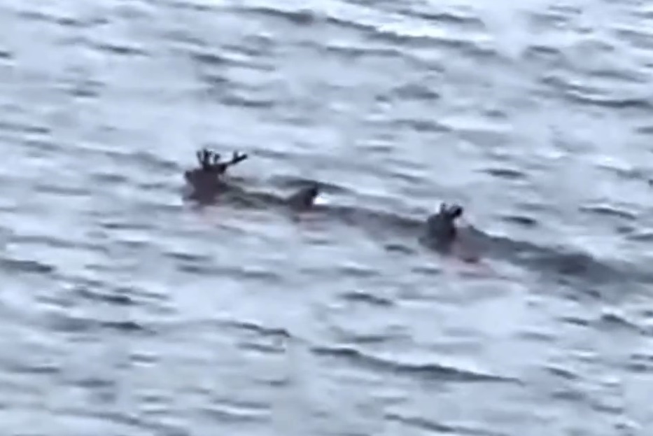海を泳ぐ3頭のシカ（撮影：視聴者）