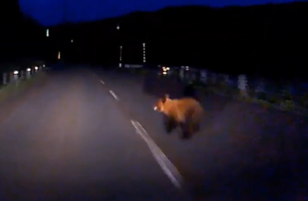 道路わきから飛び出してきたヒグマ（提供：道警）