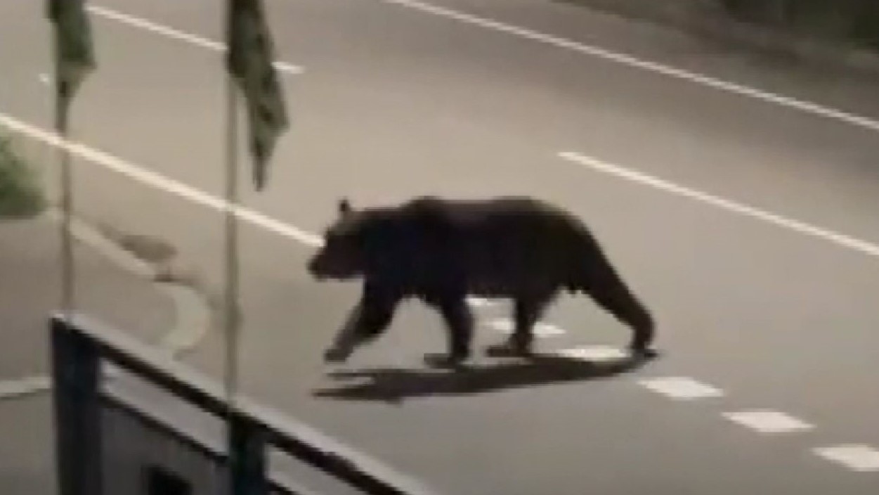 福島町内で目撃されたヒグマ（撮影：視聴者）