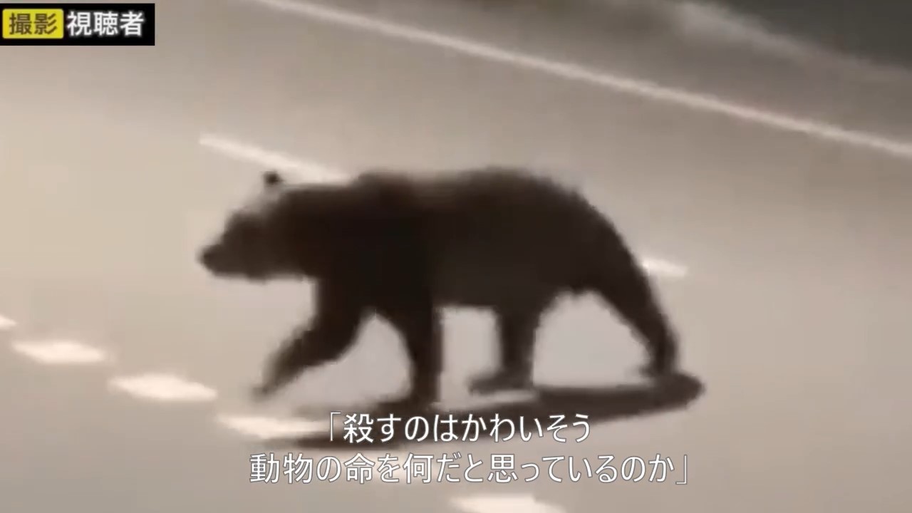 クマの駆除に反対する声が自治体に殺到(画像撮影:視聴者)