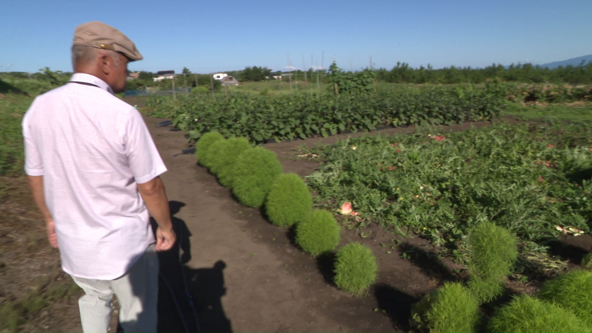 クマに荒らされた家庭菜園