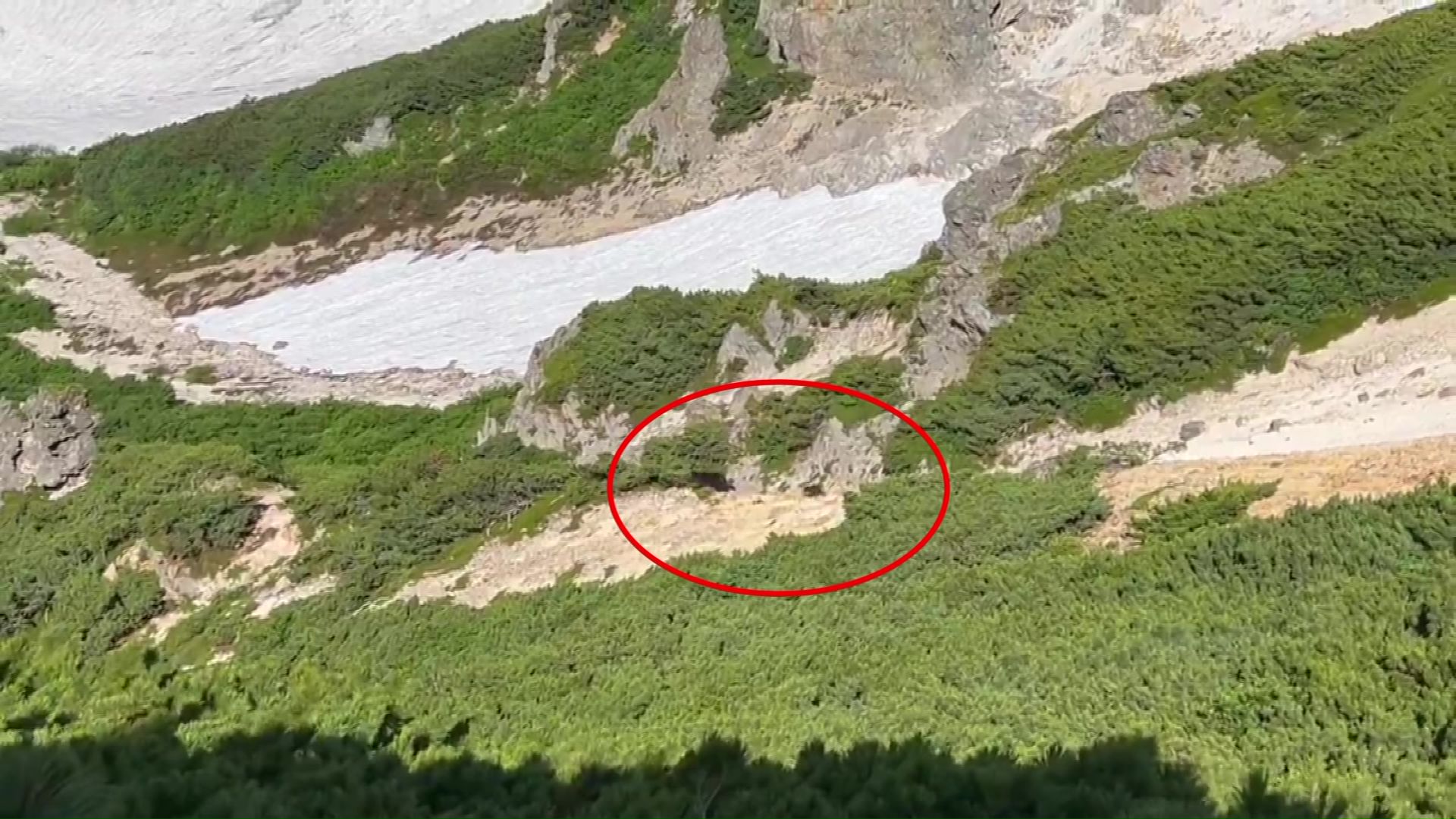 7月14日に目撃されたクマ（提供：@ren_photo3417）