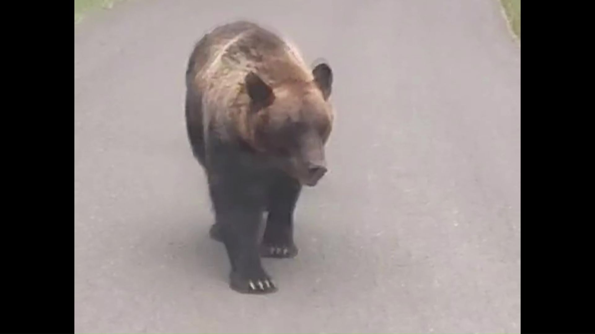 8月にはクマの目撃が相次いでいた