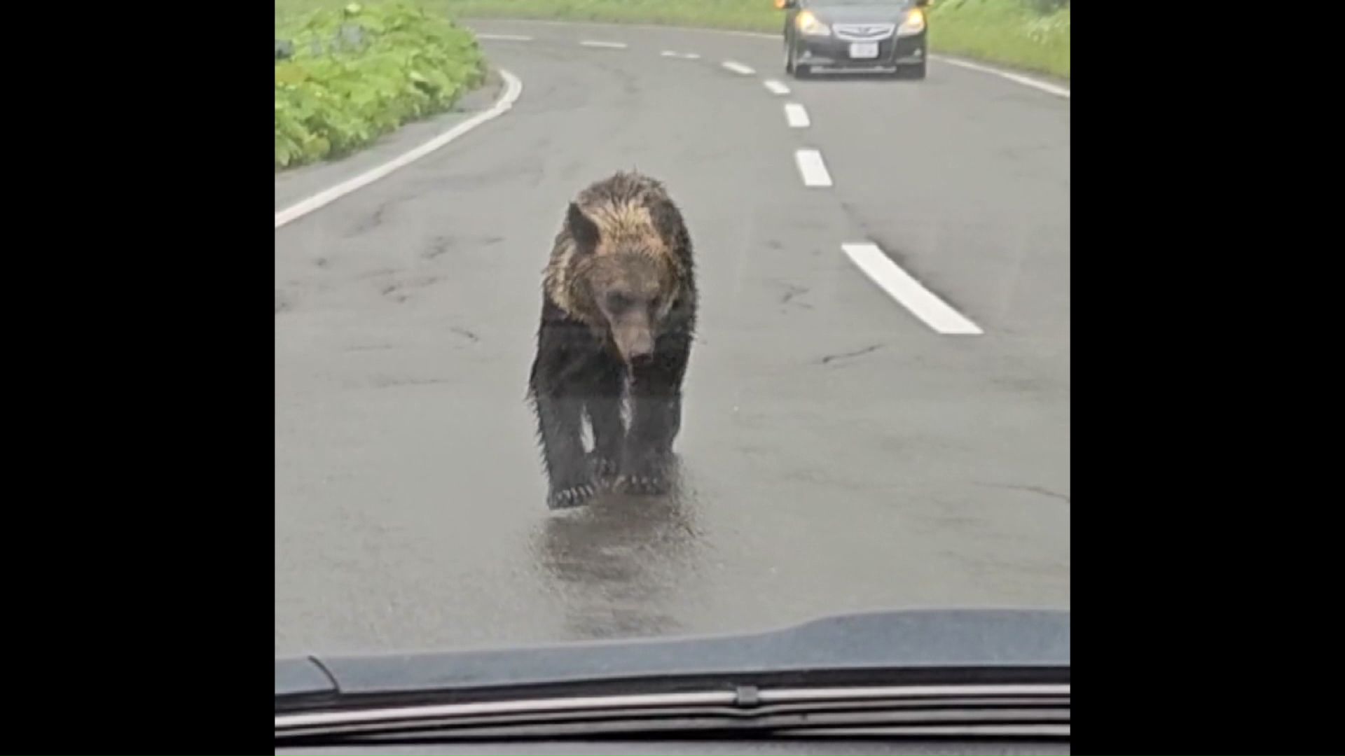 車道を歩くクマ（撮影：視聴者 2023年）