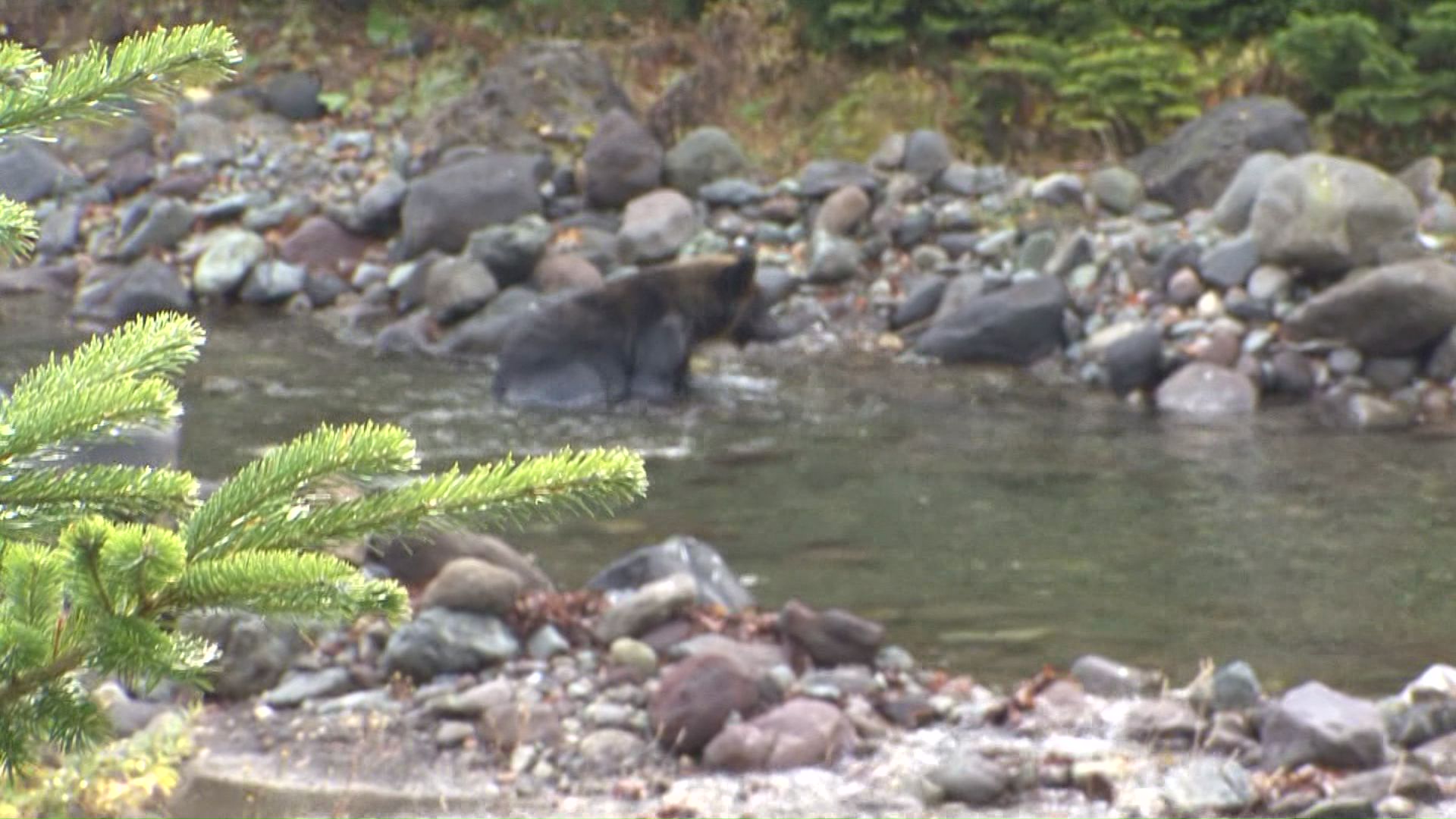 近距離で撮影されたクマ（2013年）
