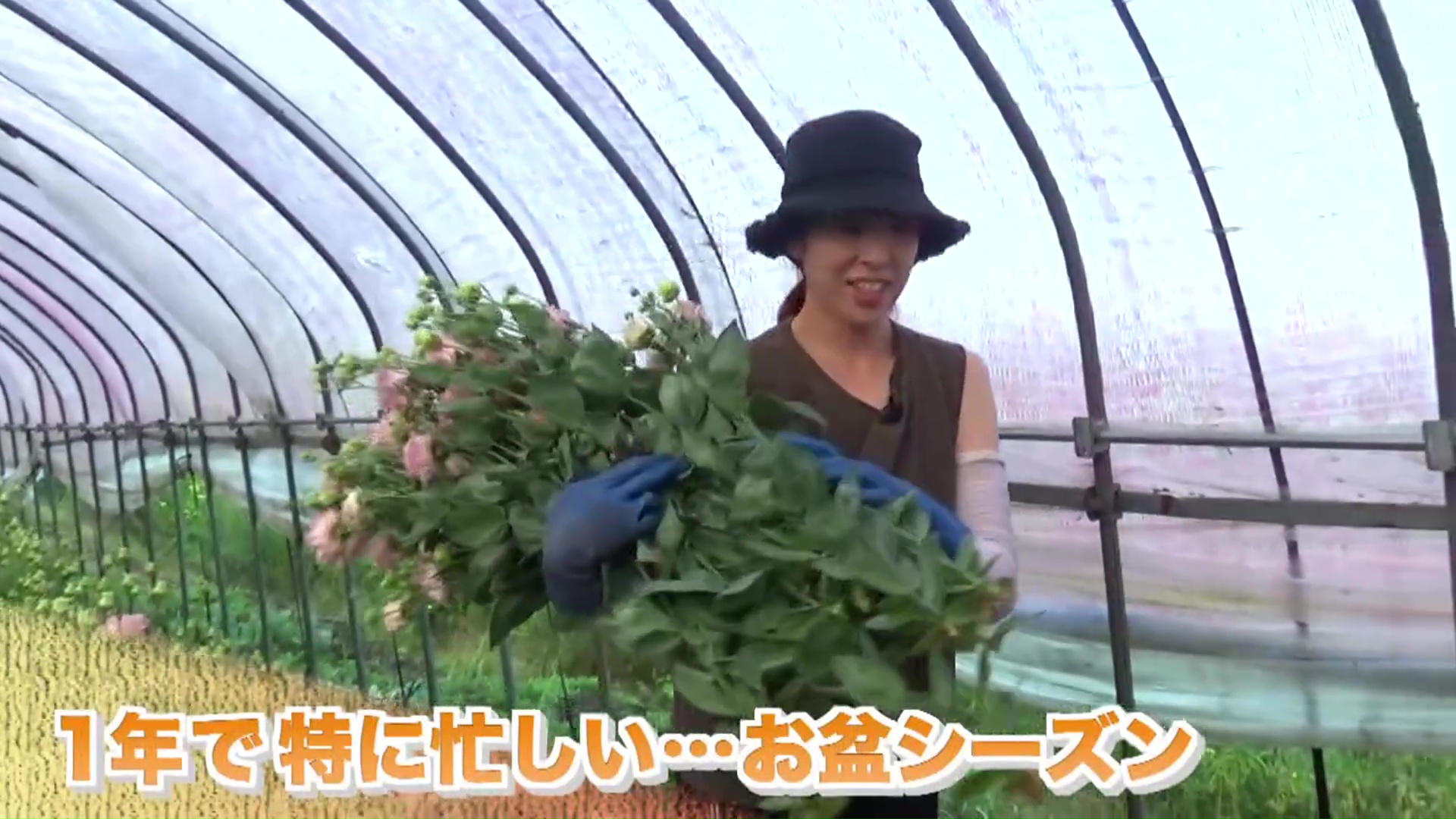 3時半起きで花を収穫