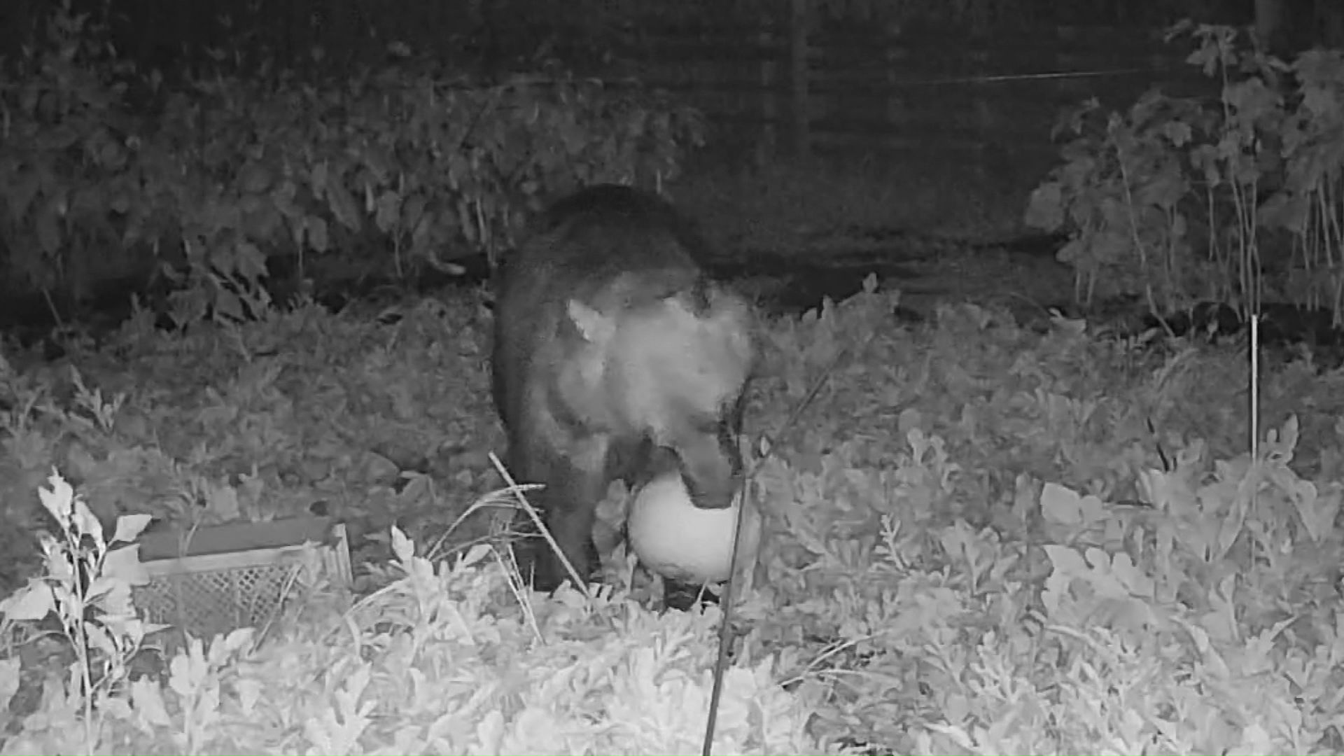 スイカをくわえているクマ