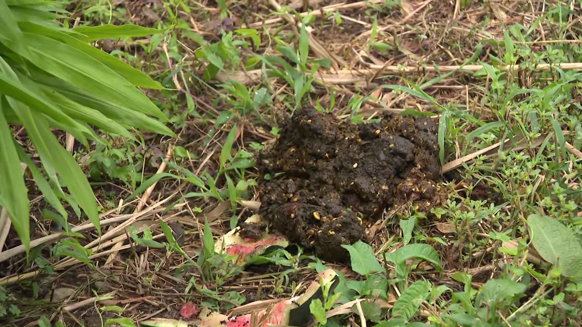 見つかったフン