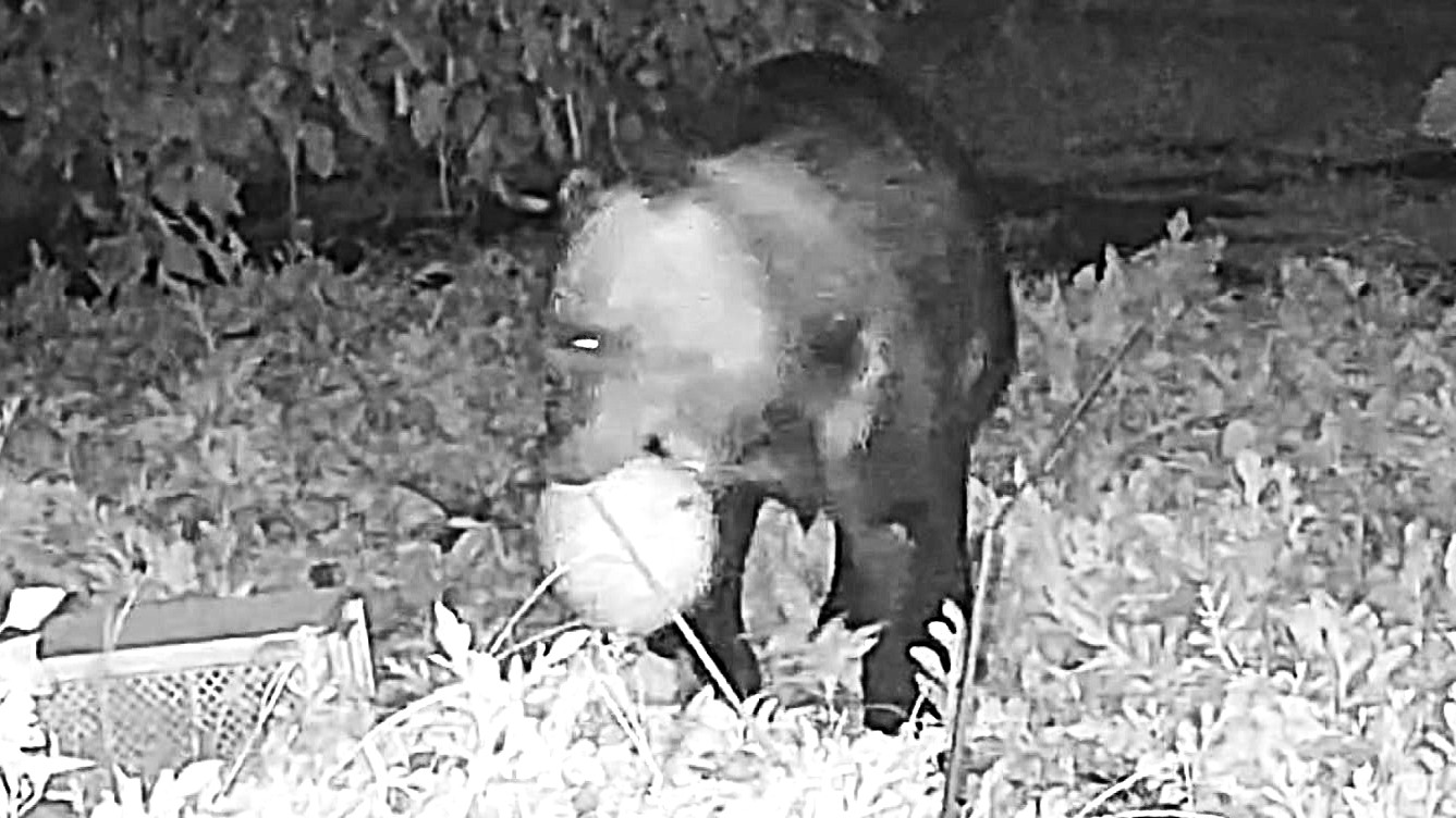 スイカをくわえて歩き回るクマ