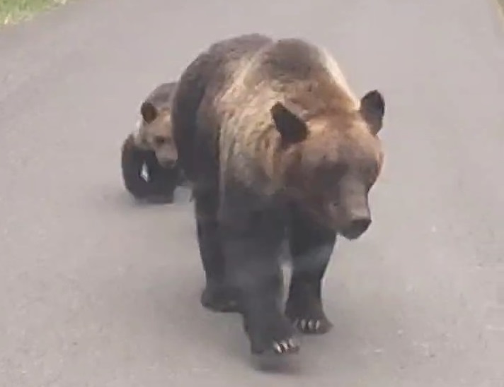 斜里町の羅臼岳登山道付近で目撃された3頭の親子グマ（8月4日撮影：視聴者）