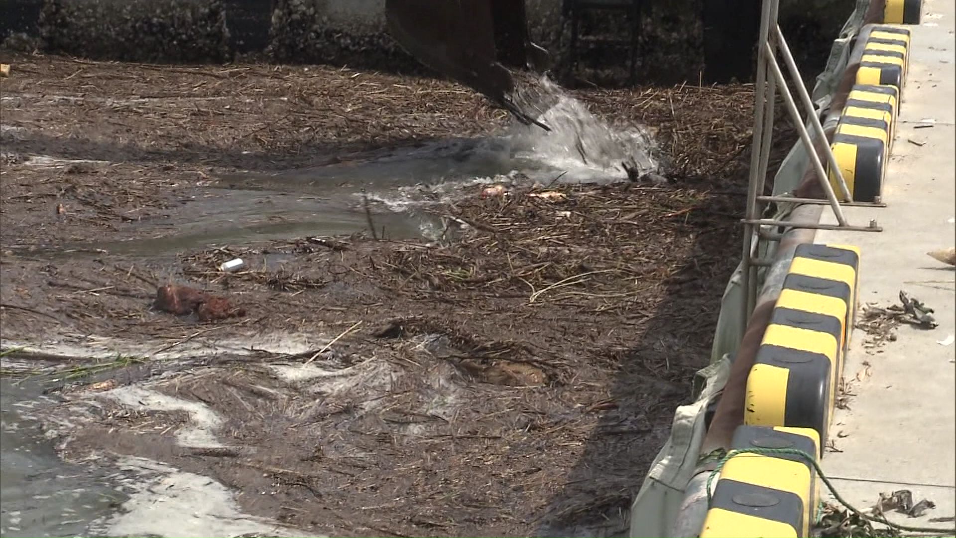漁港の岸壁に集まった流木